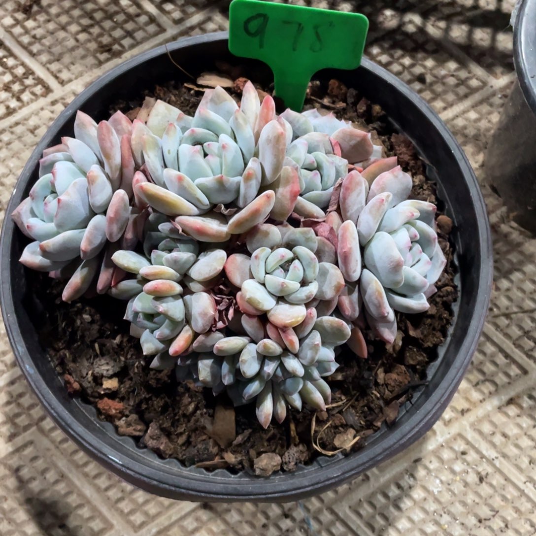 豆***哒星影缀化多头群生978