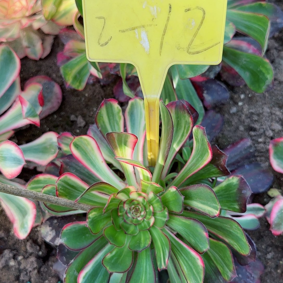 小*贝2-12---多头多肉植物