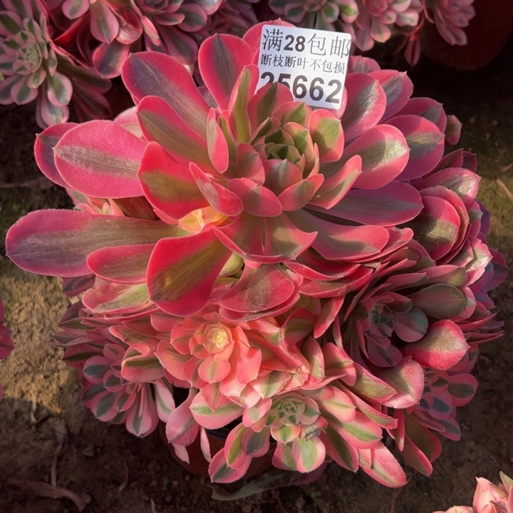 25662香妃多肉植物