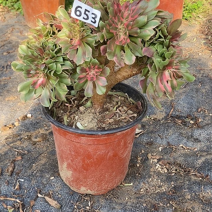 653香妃缀化老板子法师