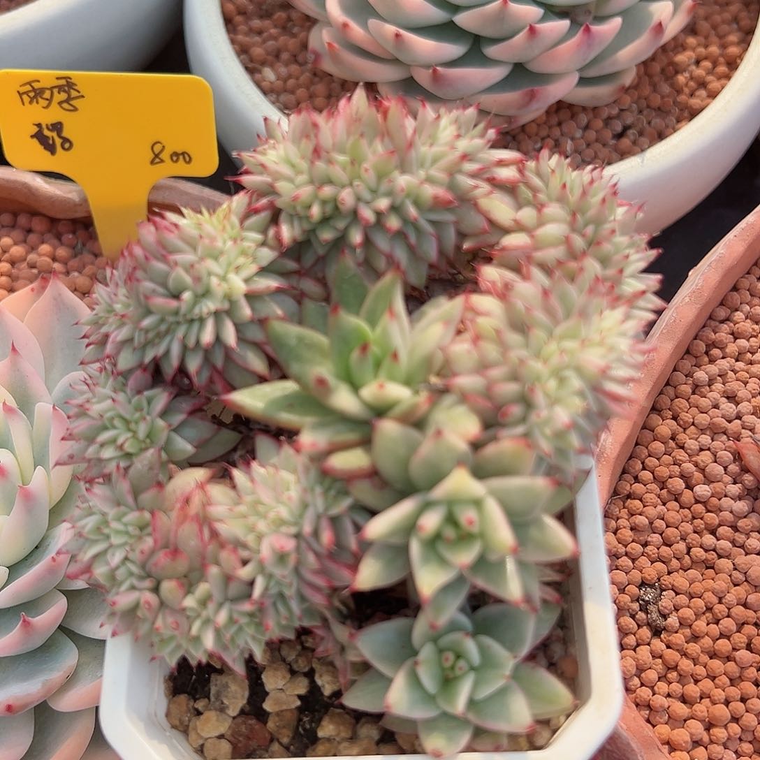 东云锦缀化，多肉植物