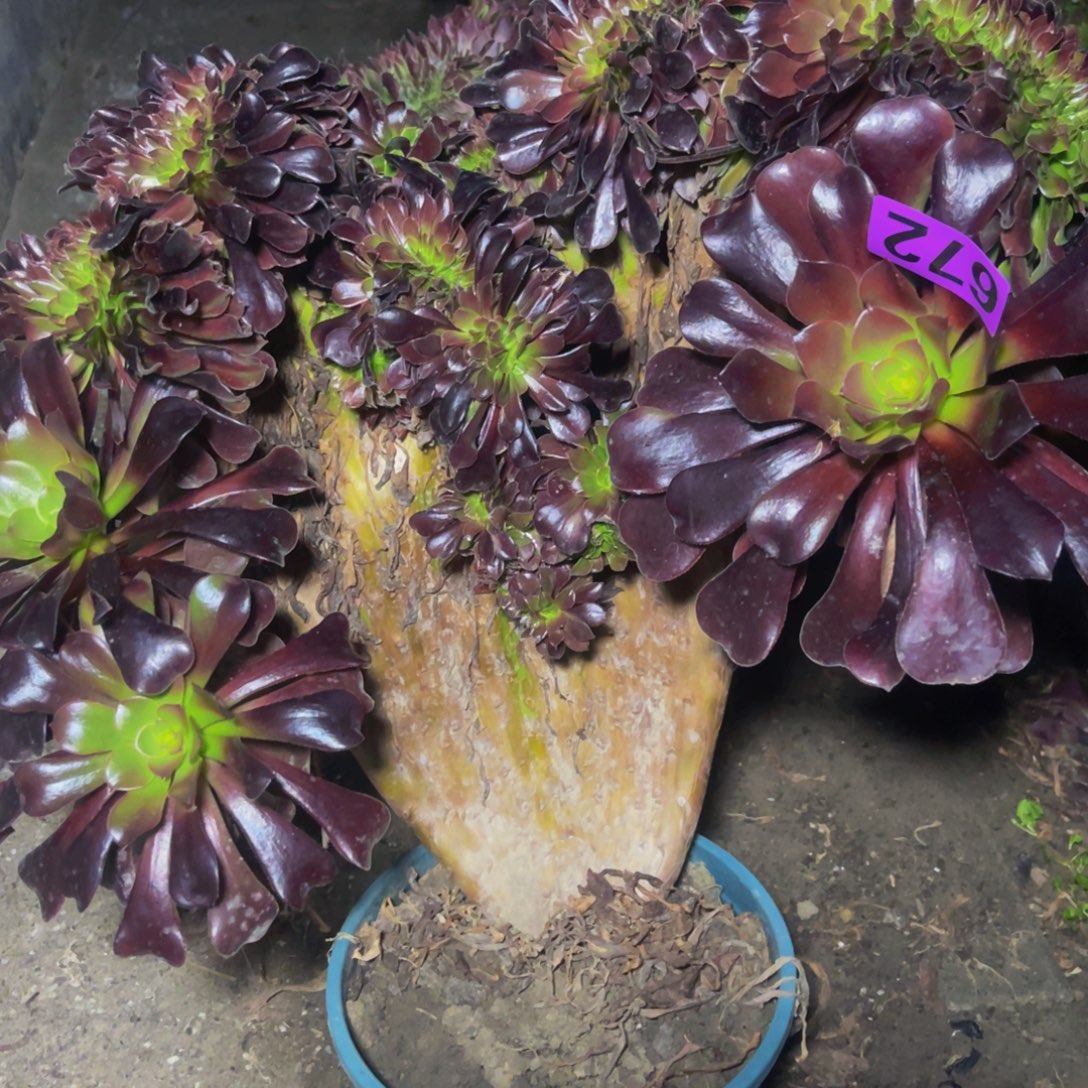 欧紫法师28///////51包邮