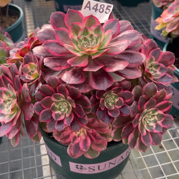 485云荷22厘米左右