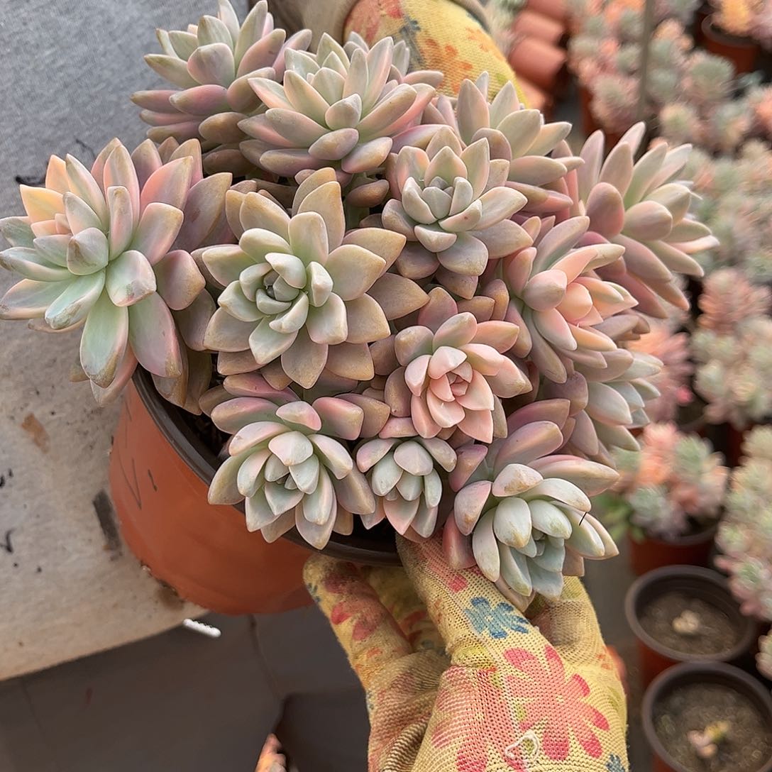 紅*彤多肉植物淡雪景D47