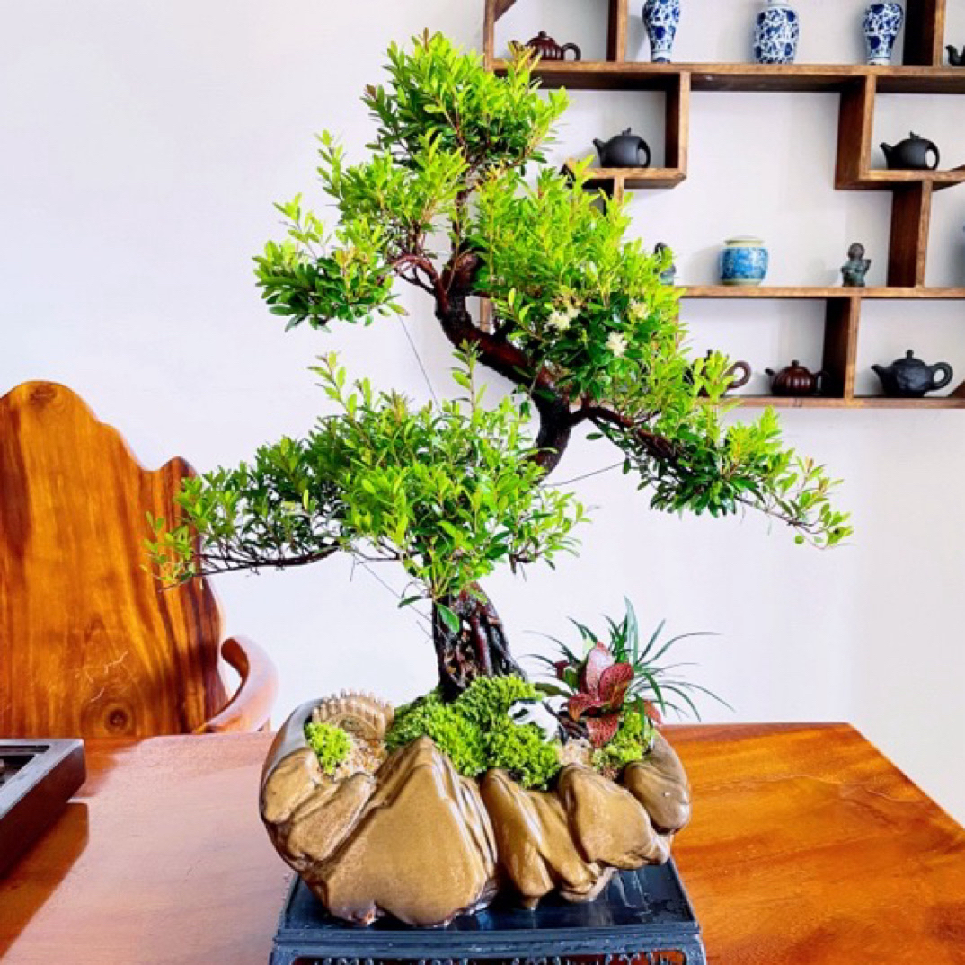 【日照金山】金丝楠老桩盆景室内外好养送礼摆件寓意好四季常青