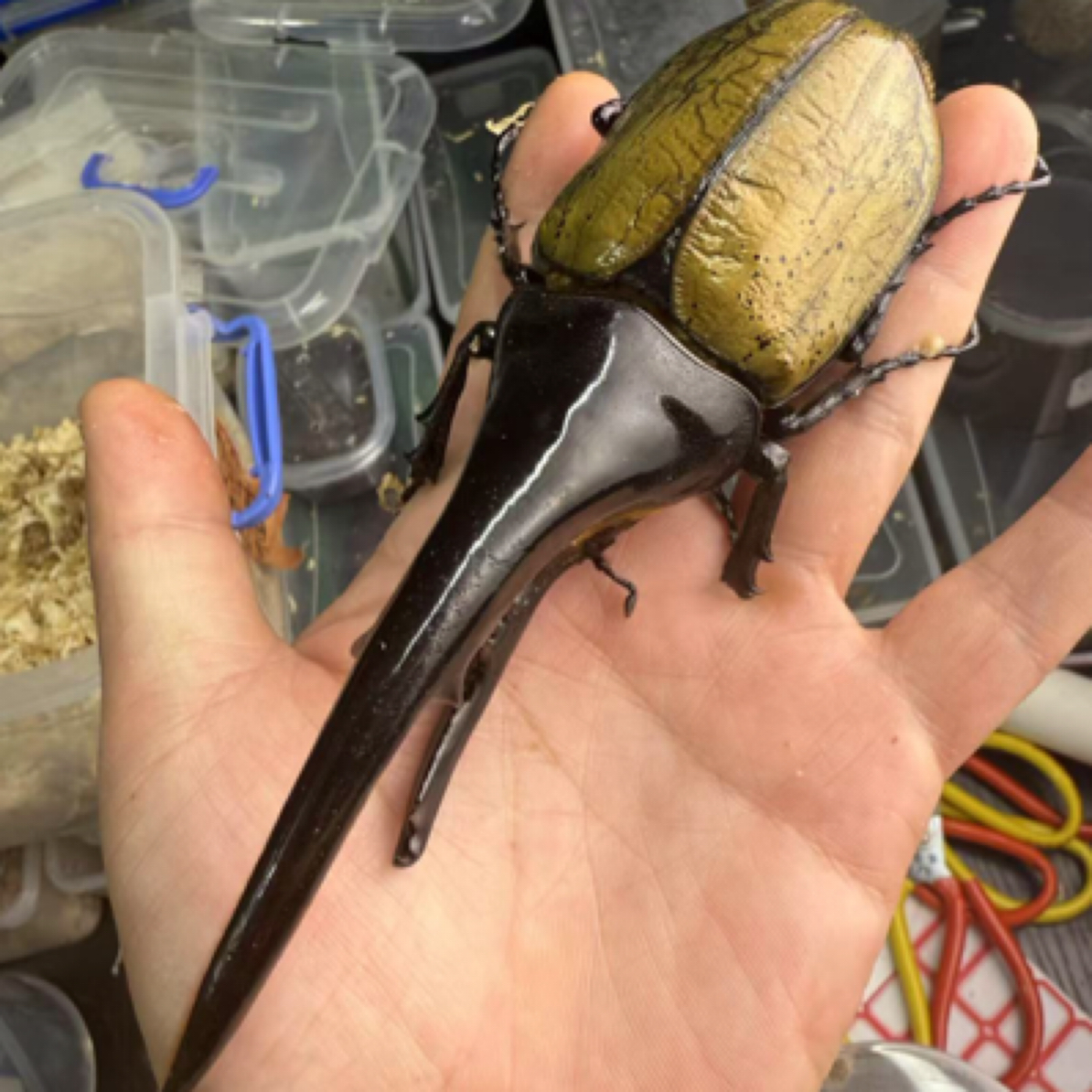 长戟大兜虫无忧罐（1-2龄幼虫）fox-oaks血（活体甲虫幼虫）