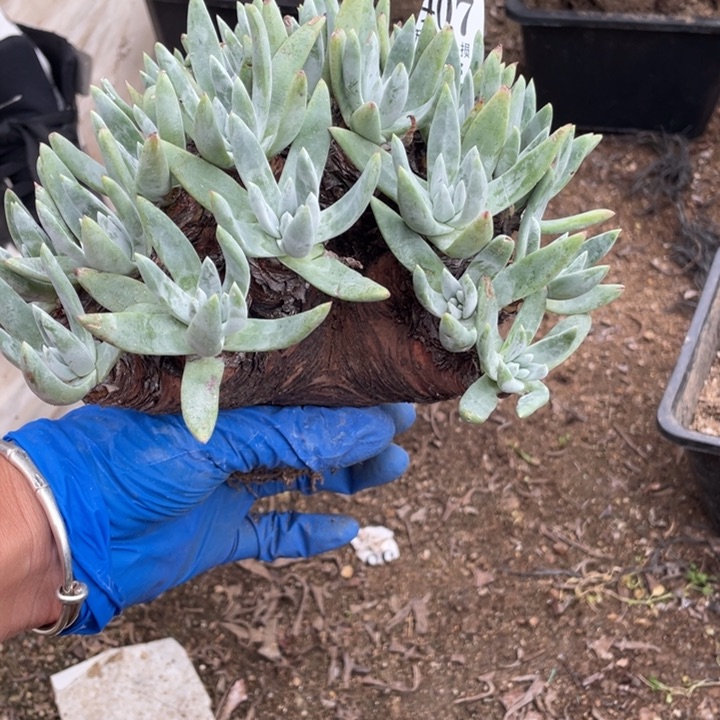 静**澜407号海瑟杂白菊多肉