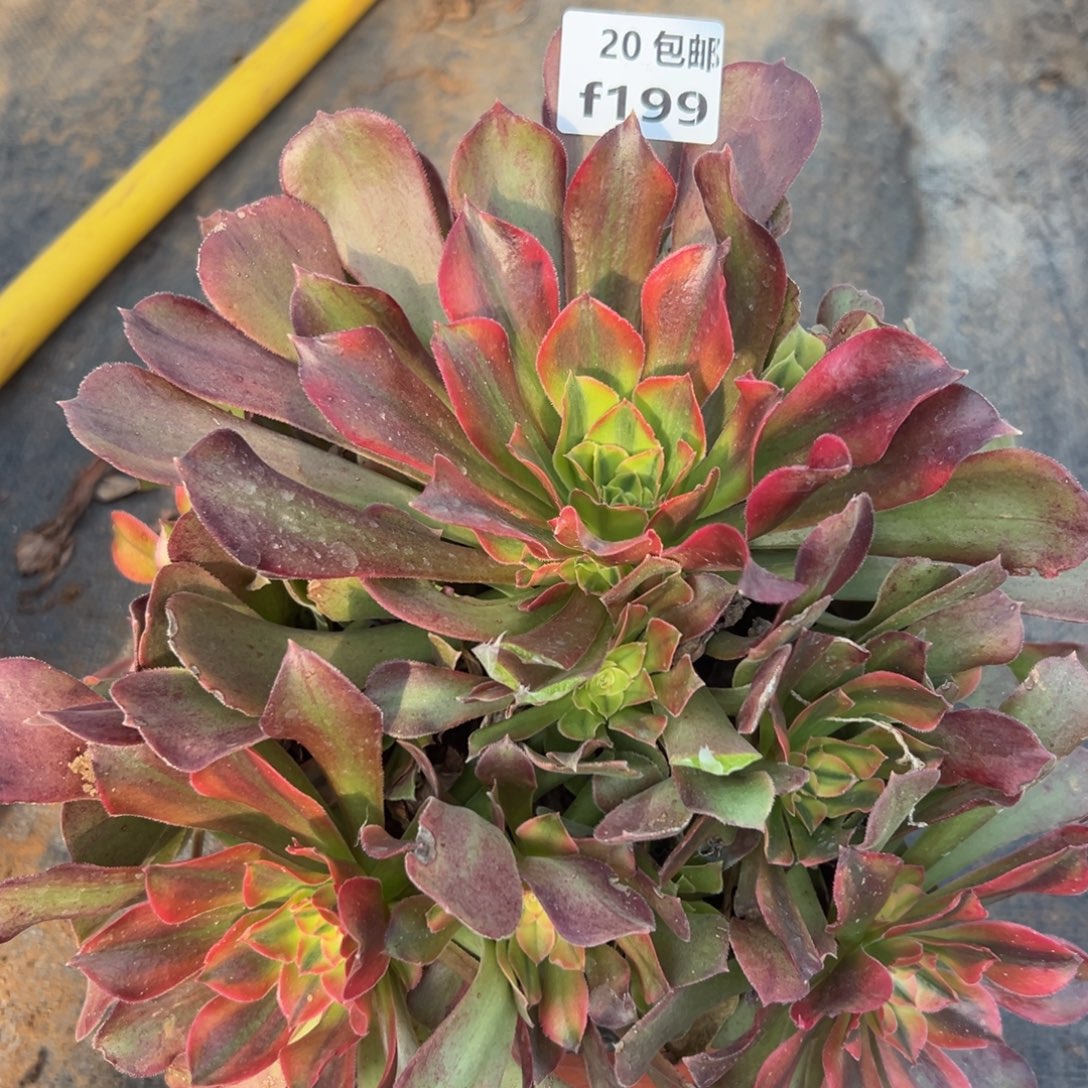 199红秀，满20包邮嘟叮熊