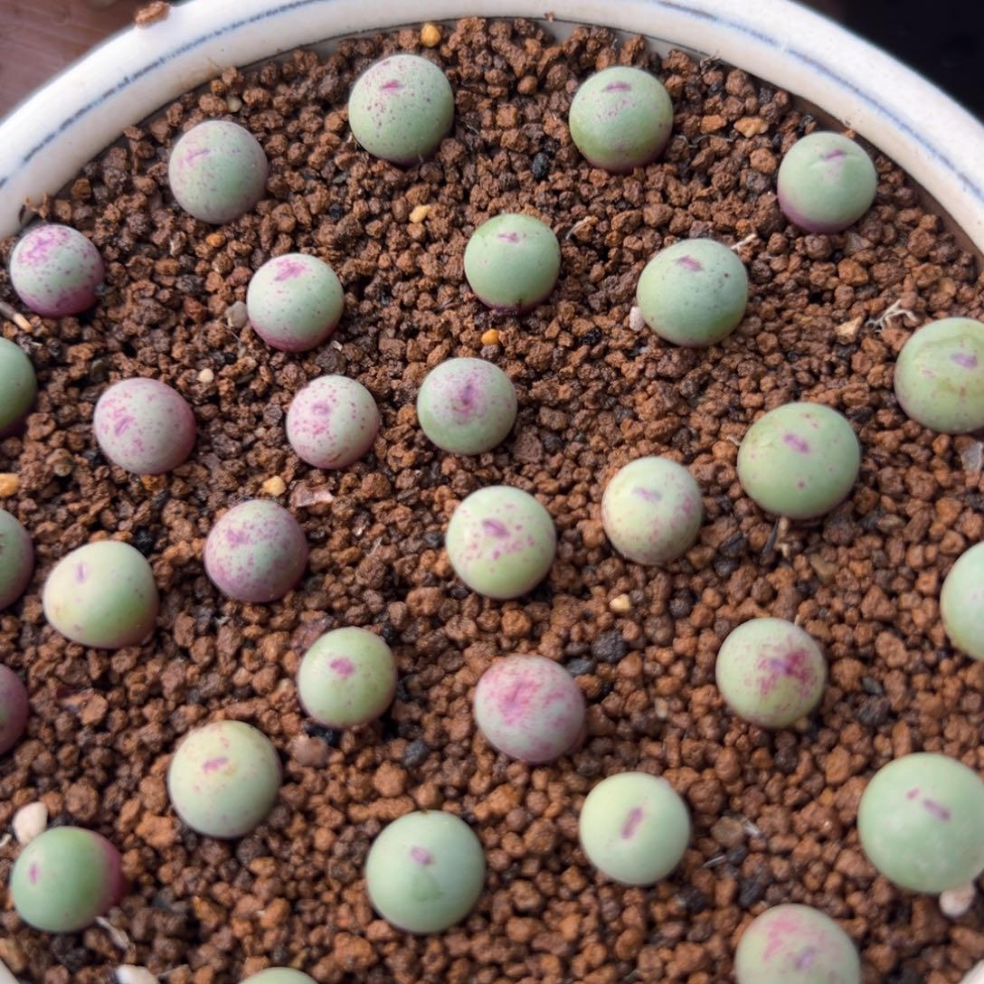 量拍m3大型红嘴2颗