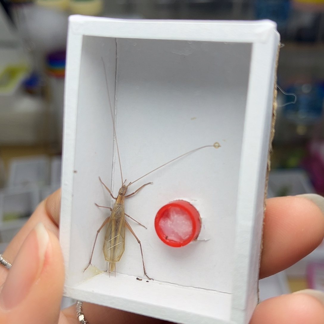 蚂蚁工坊红竹啊。   