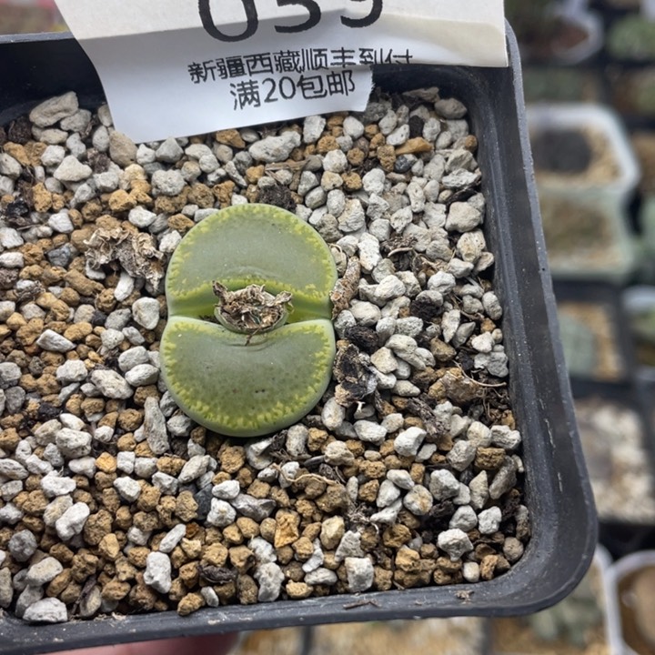 佳人园艺 老周多肉上福利啦039