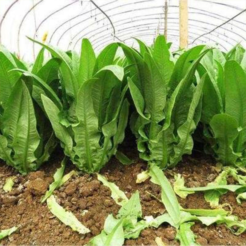 【全店满3包包邮】今年新种四季油麦菜易种易活蔬菜种子