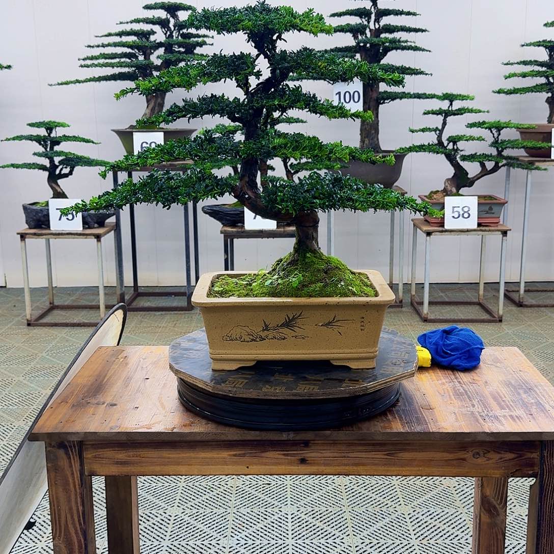 无花朵珍珠罗汉松造型盆景