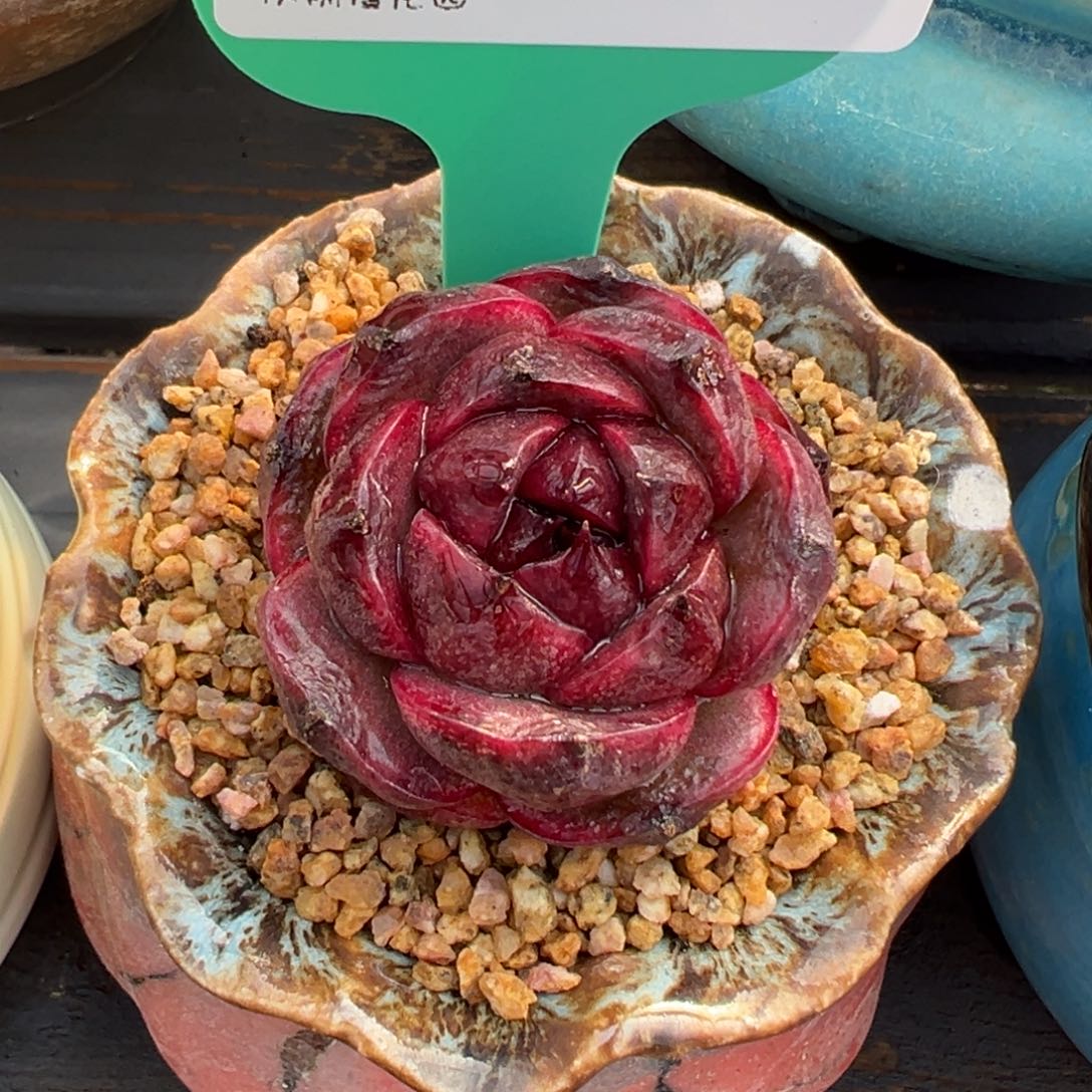 从前慢多肉精选编号0213.59