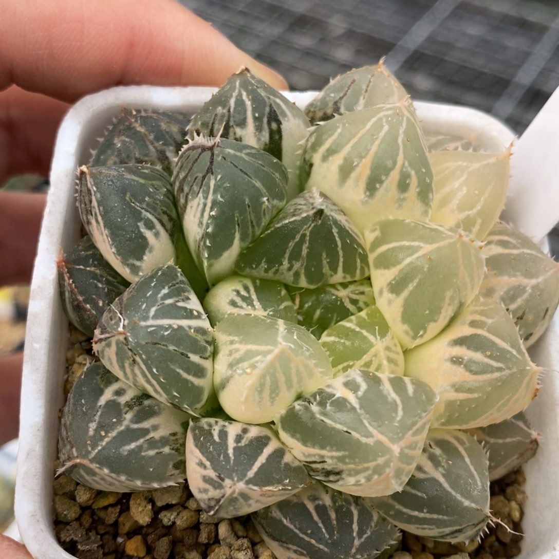 750号楼兰玉露锦带盆