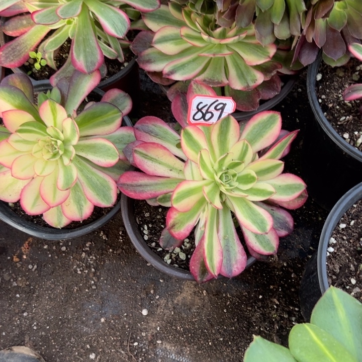多肉植物869不售后