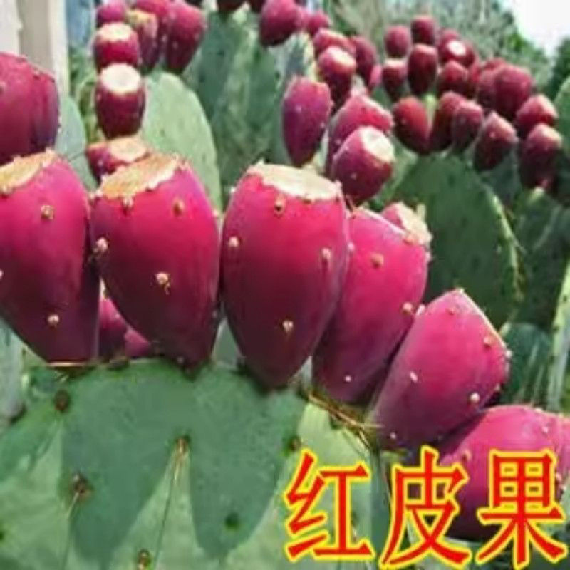 红砖无刺仙人掌种植食用美容药用种植易成活室内盆栽防辐射绿色