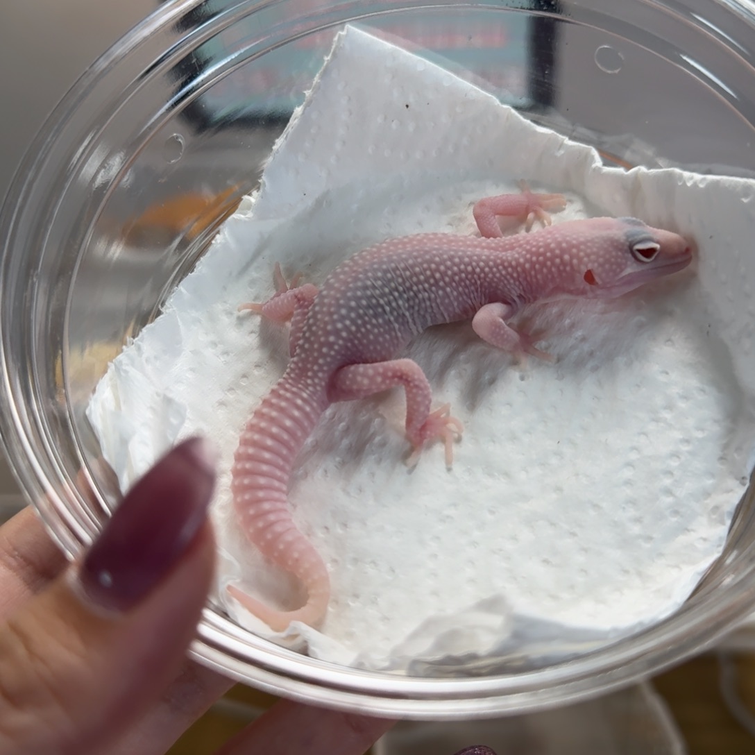 豹纹守宫雪花恶魔白酒母温