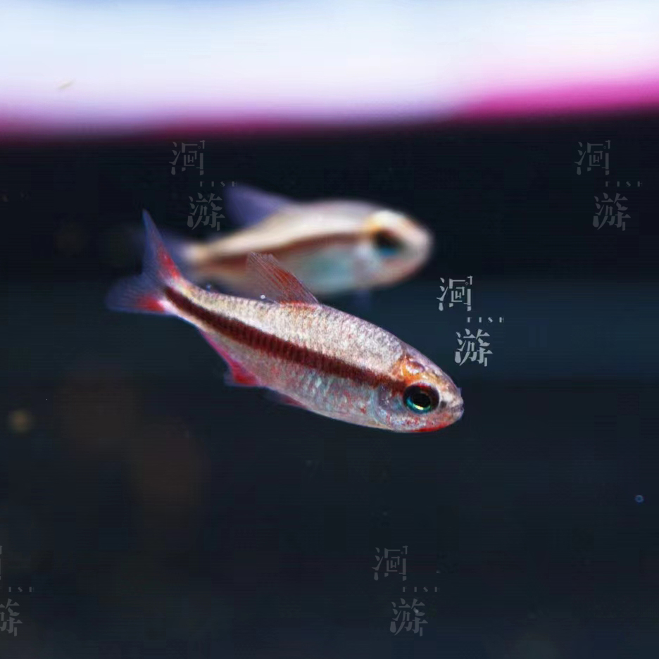 【洄游】白金血魔灯鱼南美热带观赏鱼稀有混养/定水检疫满100包邮