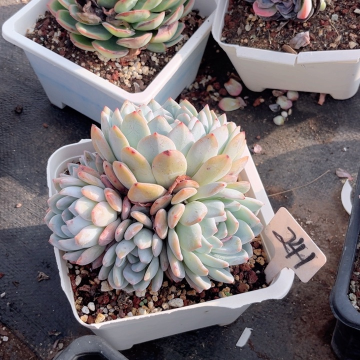 晨语多肉一物一拍241