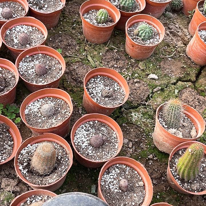 我****你自根多肉1颗