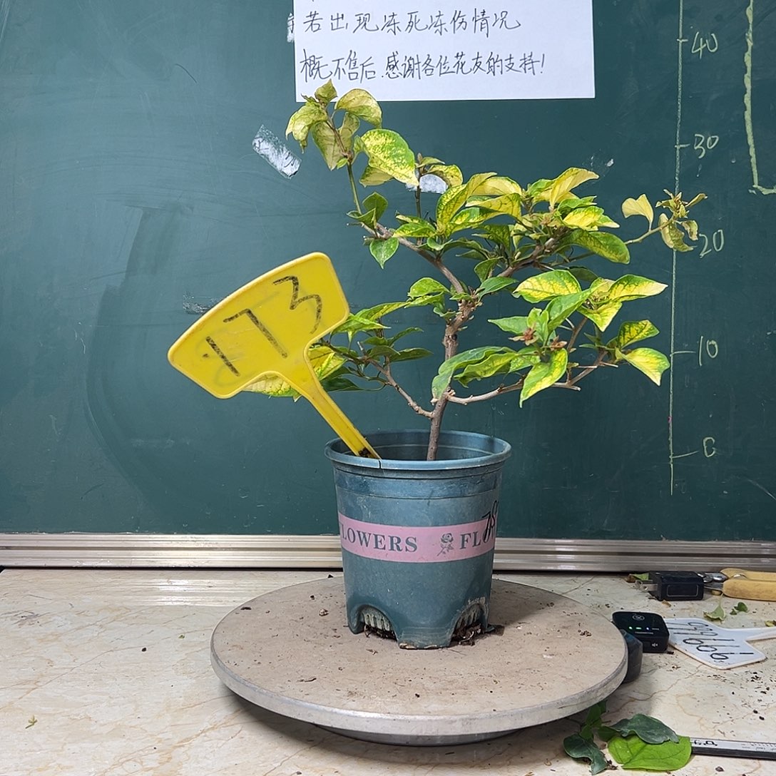 完全开放  斑红樱  173