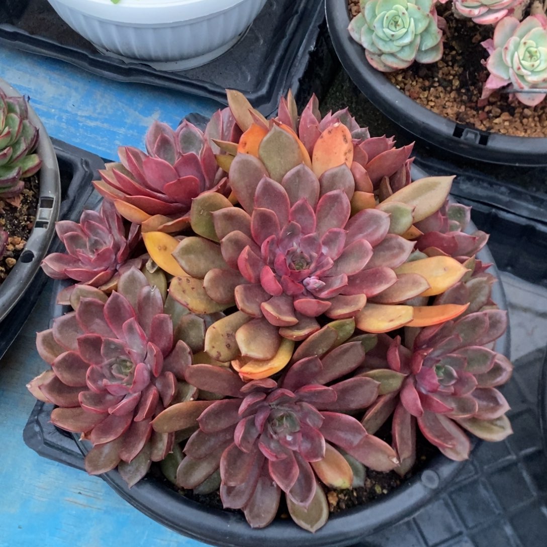 红玫瑰。         