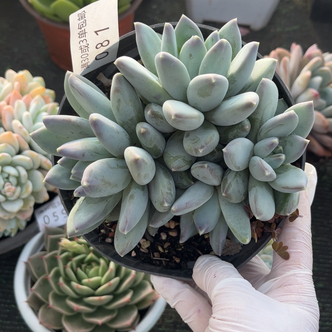 081星空美人多肉植物……