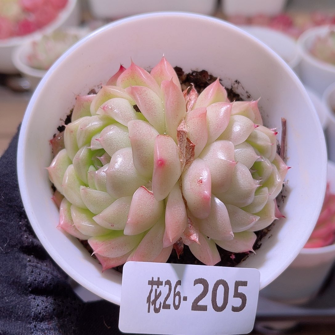 花利美26-205麦秆 微瑕