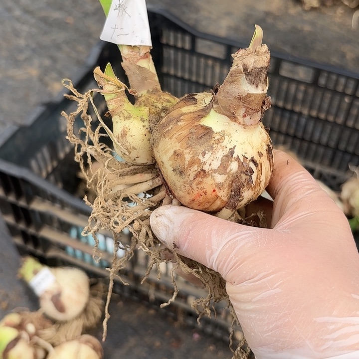 十二单衣6左右带侧根系干福利