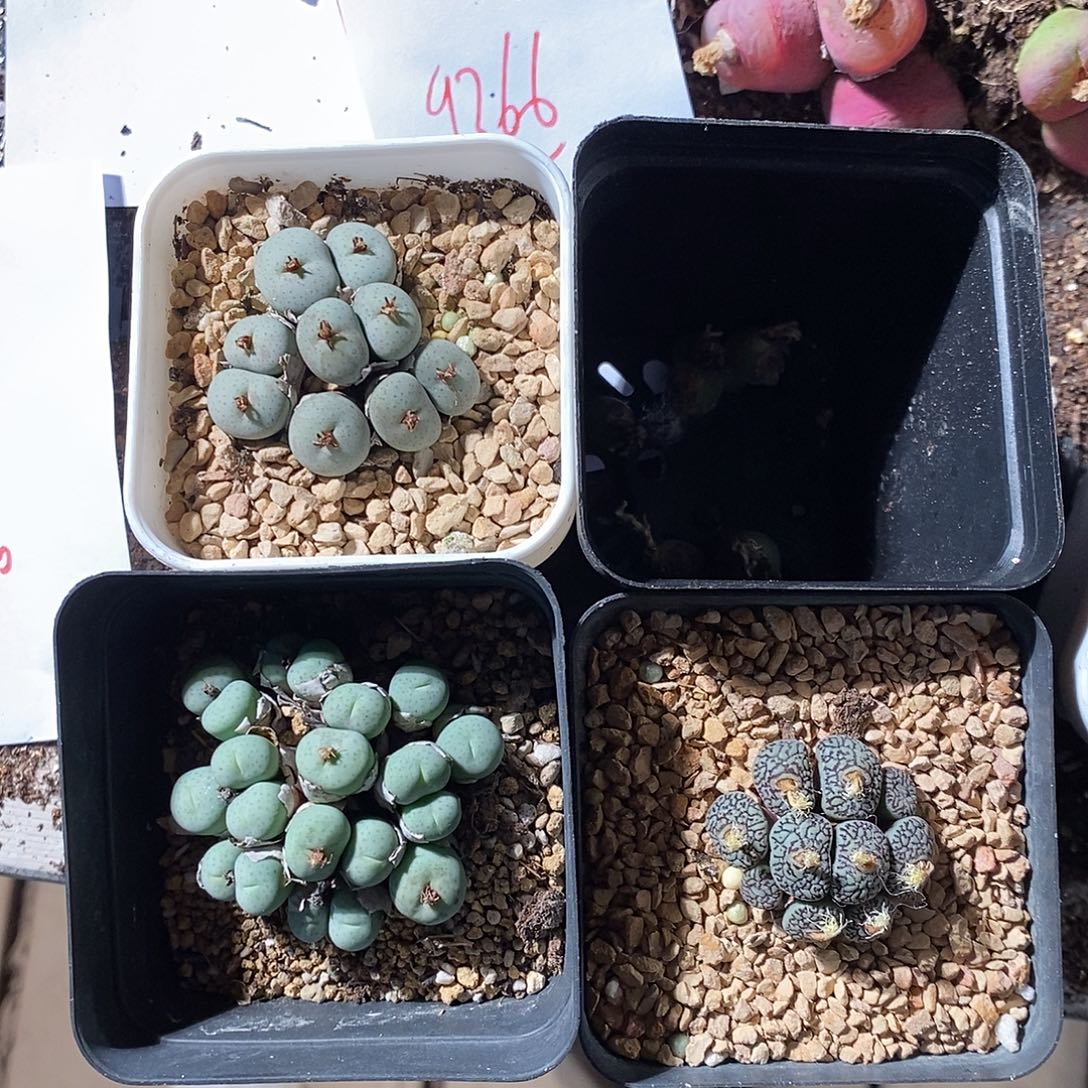 ****¼9366。  寄养一组发货。 