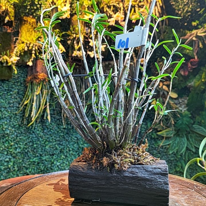 101姬竹叶花卉花花卉