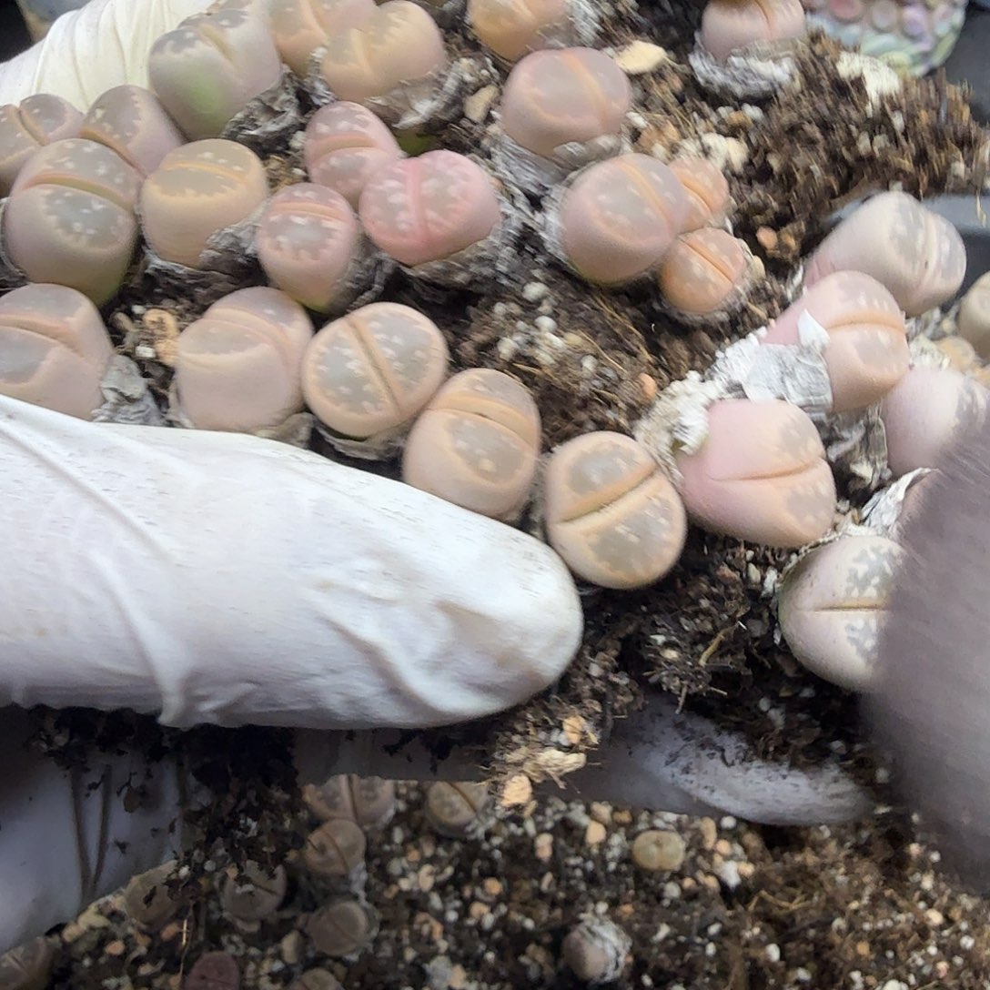 哈哈哈你真的会有381哈哈