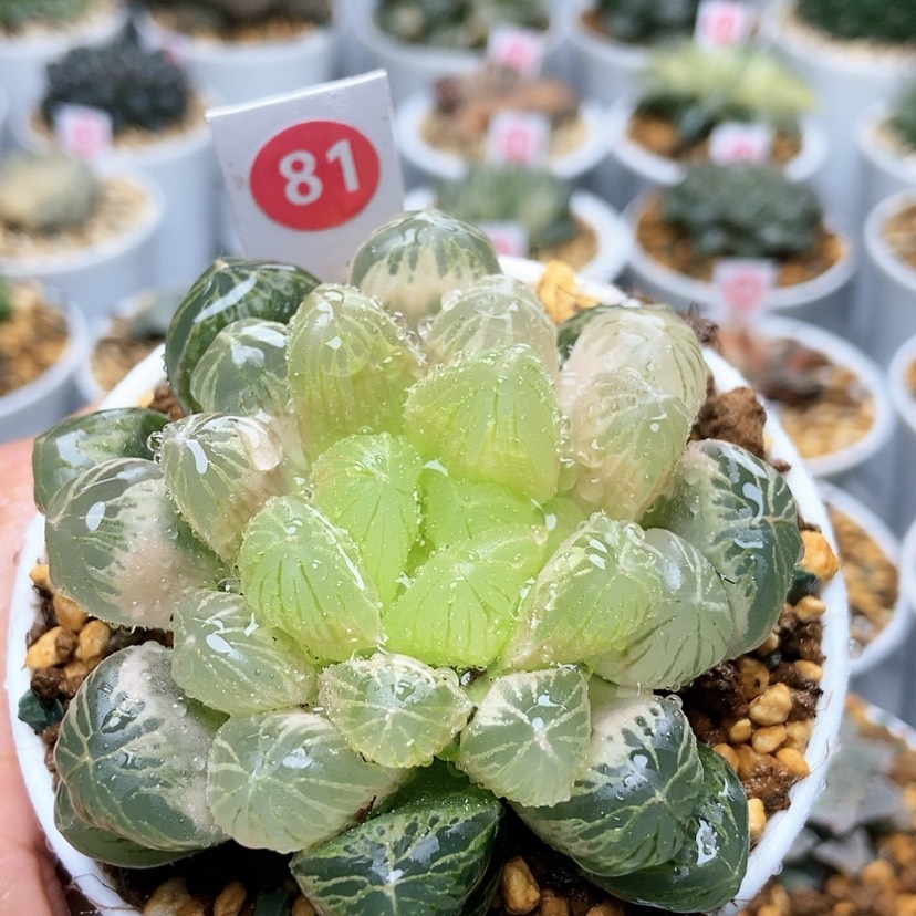 【闪购商品】81琥珀玉露