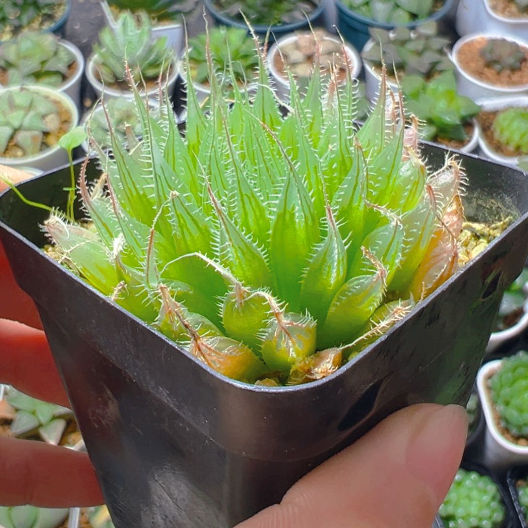 钻石实生玉露多肉一颗