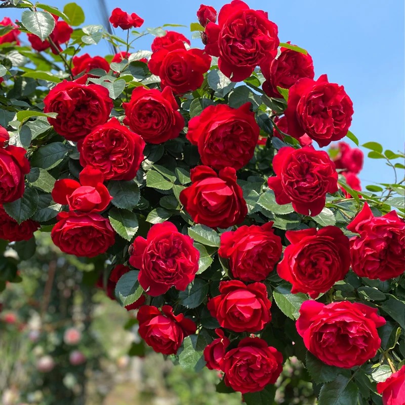 【1.2-1.4米】蒂娜月季蔷薇四季大苗爬藤大花多头正红色耐寒热庭院
