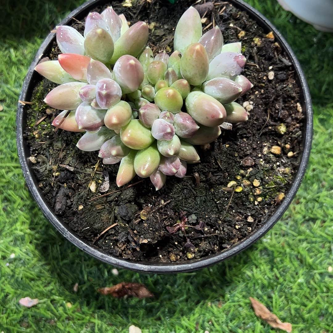 星空美人多肉植物