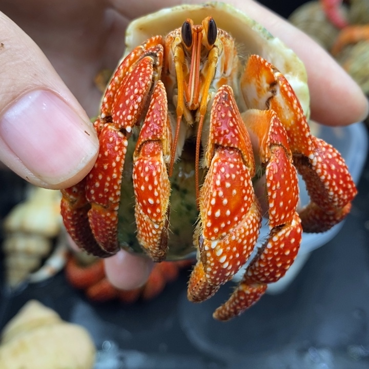 3.5口法拉利斐济草莓