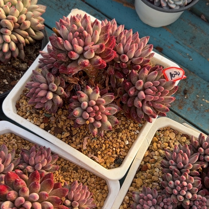 精品多肉植物老桩虞美人大群