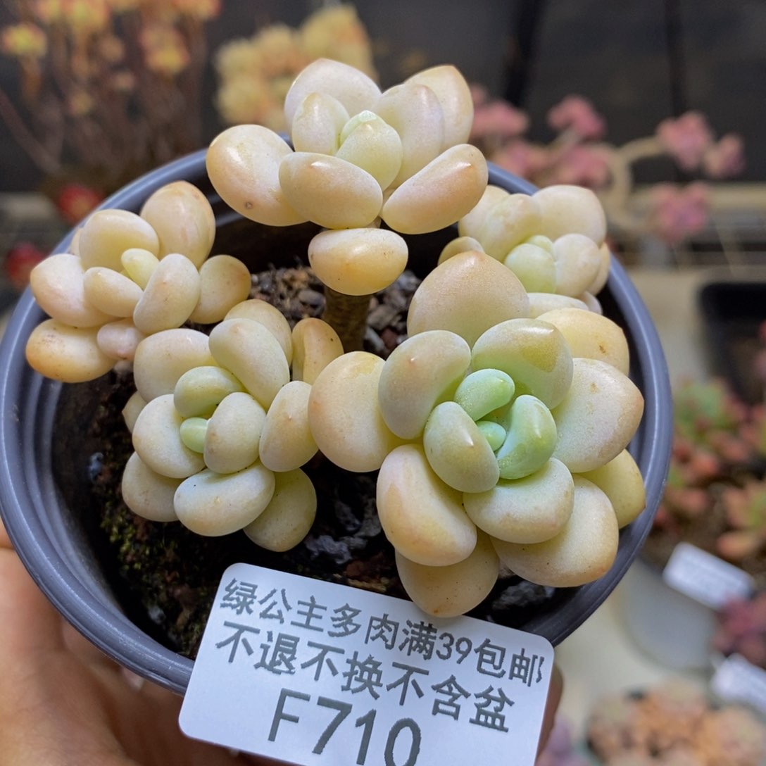 710白奶糖多肉6c m