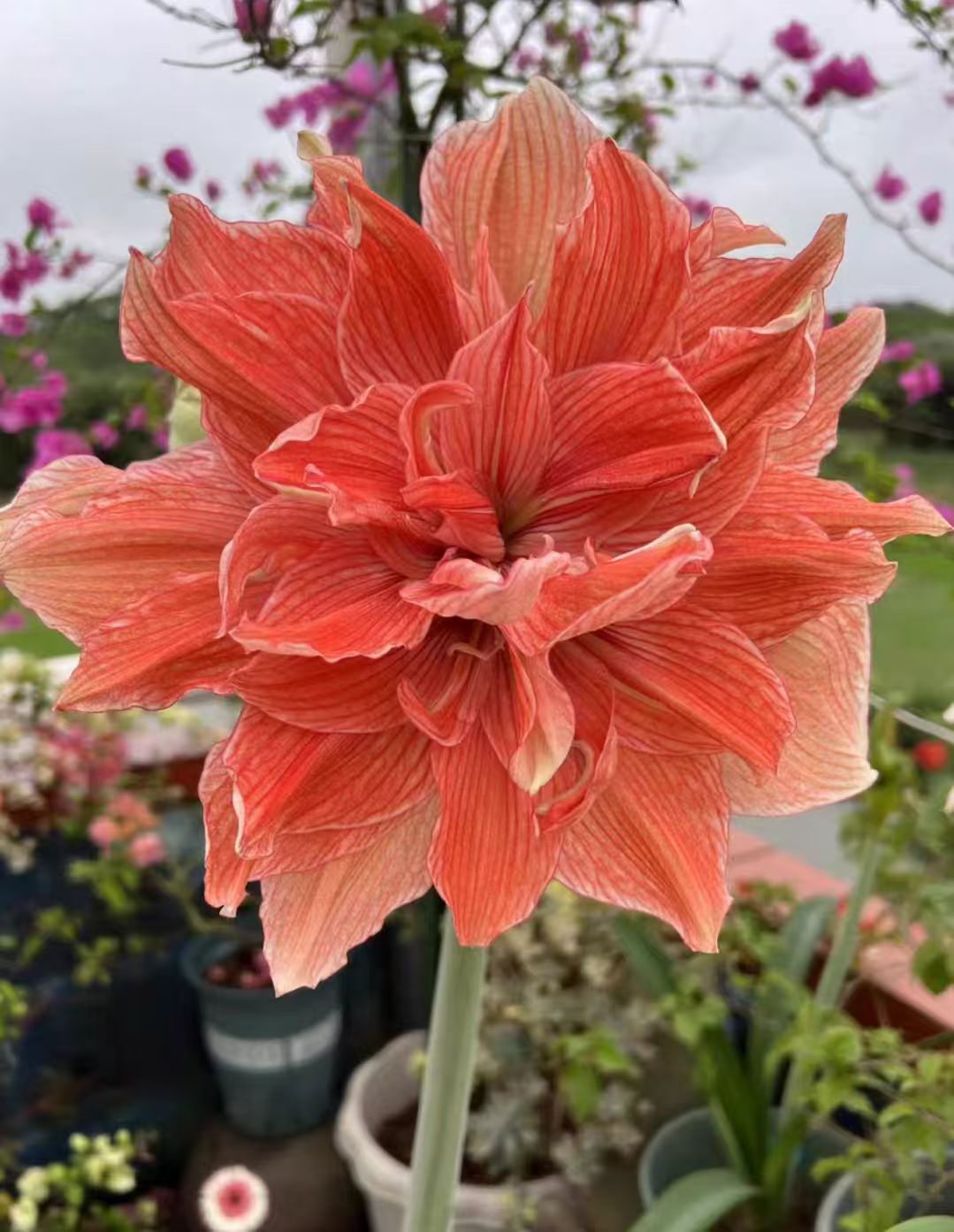 尼罗河的女儿 安妮塔 爱的选择 朱顶红