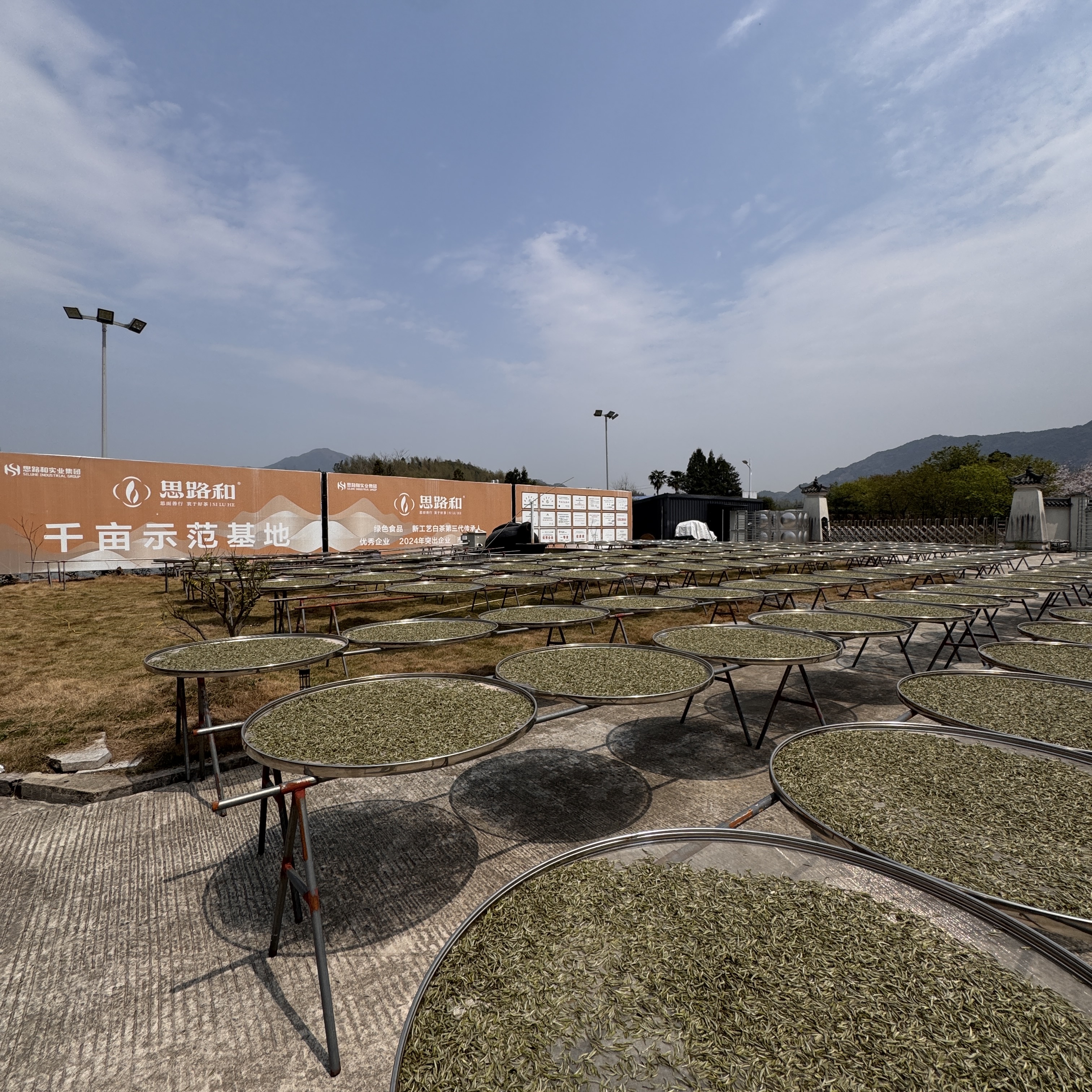 【管阳镇·思路和】小星星2018年一级寿眉小饼干250g