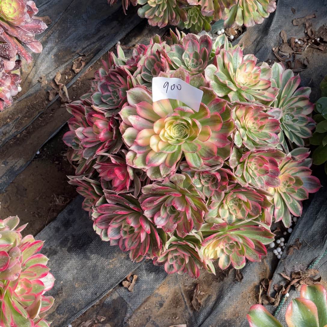 笑****6老五多肉9001111111