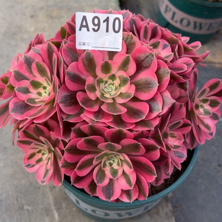 康*910女巫20厘米左右