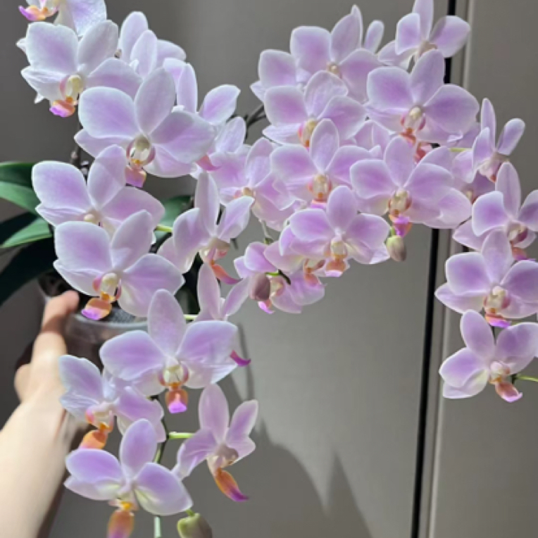 【瑕疵苗】残雪蝴蝶兰花苗不带花剑3.0寸杯（根少）
