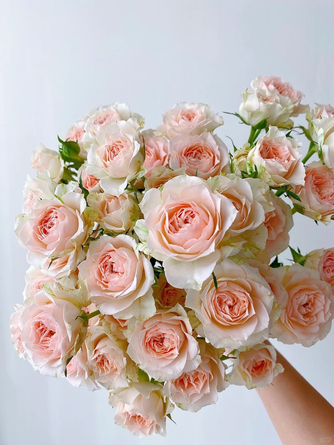 【喜舍花卉】桑赛尔多头玫瑰