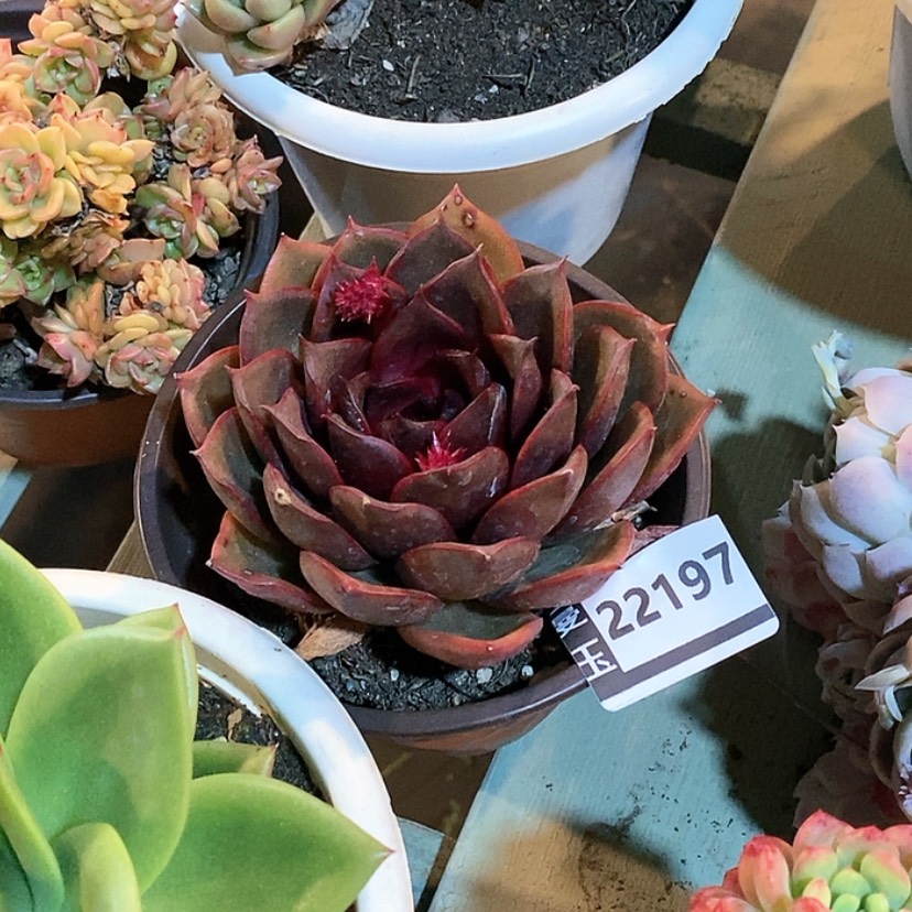 【闪购商品】原始红灯22197