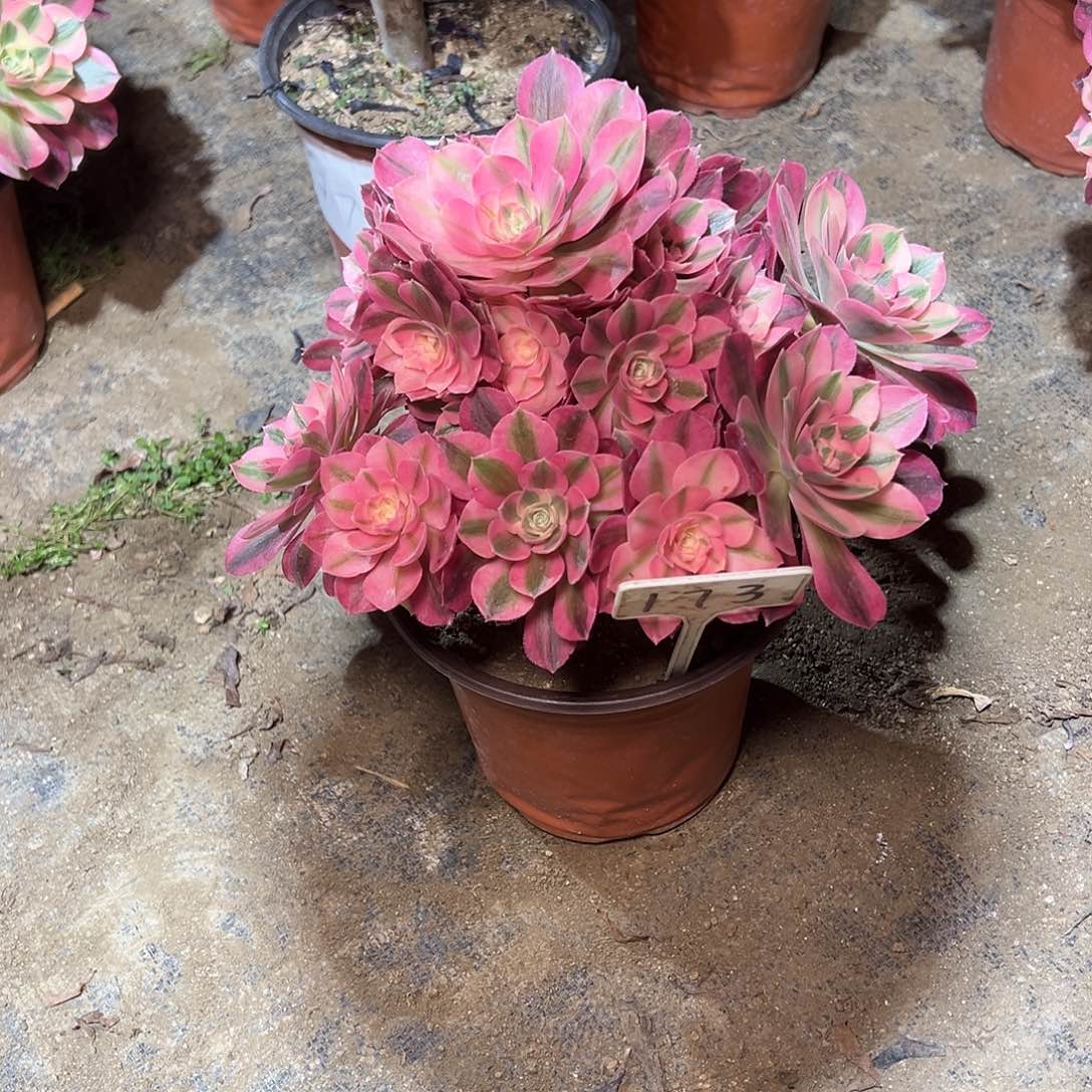 173多肉00000000000000