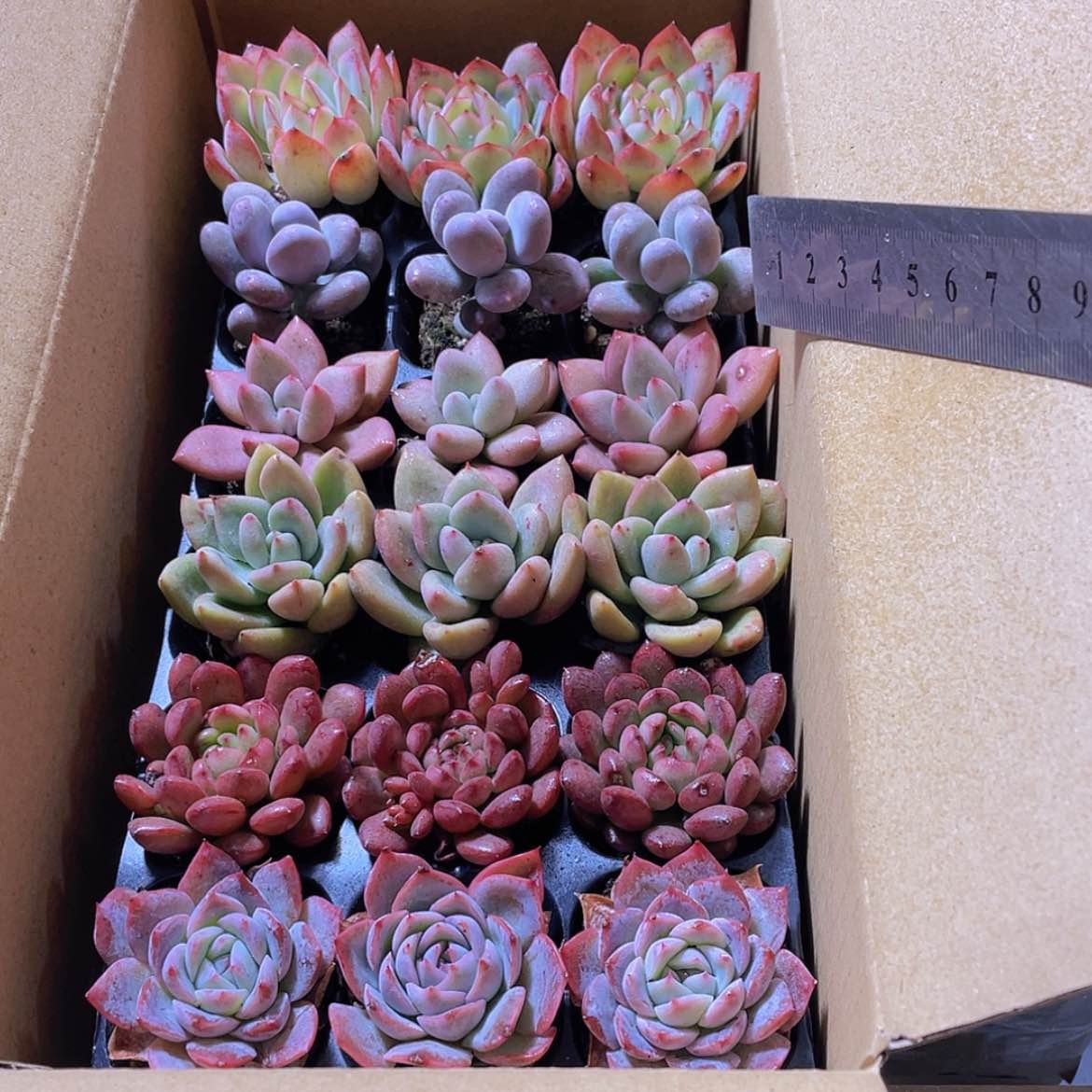 【闪购商品】18颗-154