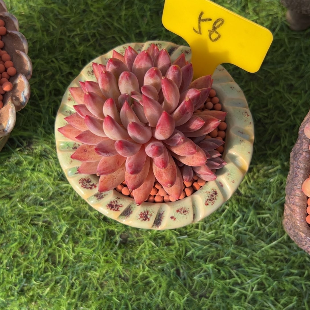 暴***爽单头虞美人多肉植物